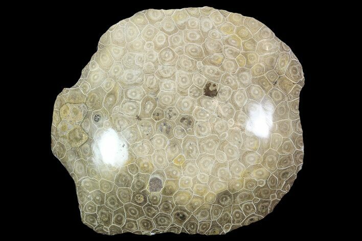 Large, Polished Fossil Coral (Actinocyathus) - Morocco #90247